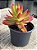 Crassula capitella ‘campfire’ - Imagem 2