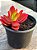 Crassula capitella ‘campfire’ - Imagem 2