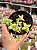 Crassula rupestris - Imagem 1
