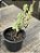 Crassula rupestris - Imagem 3