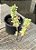Crassula rupestris - Imagem 2
