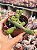 Crassula marnieriana - Imagem 1