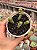 Crassula marnieriana - Imagem 1
