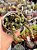Crassula marnieriana - Imagem 1