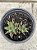 Haworthia 005 - Imagem 1