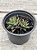 Haworthia 005 - Imagem 2