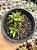 Haworthia 005 - Imagem 1