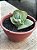 Echeveria ‘Nico d’or’ (sem raiz) - Imagem 2