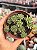 Sedum hirsutum - Imagem 1