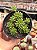 Sedum hirsutum - Imagem 1