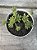 Sedum hirsutum - Imagem 1