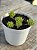 Sedum hirsutum - Imagem 2