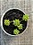 Sedum hirsutum - Imagem 3