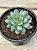 Echeveria pagoda - Imagem 2