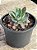 Echeveria pagoda - Imagem 2