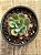 Echeveria pagoda - Imagem 3