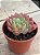 Echeveria pagoda (sem raiz) - Imagem 2