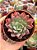 Echeveria pagoda (sem raiz) - Imagem 1