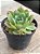 Echeveria pagoda - Imagem 2