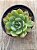 Echeveria pagoda - Imagem 3
