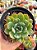 Echeveria pagoda - Imagem 1