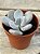 Pachyphytum blue haze (sem raiz) - Imagem 2