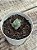 Crassula moonglow (sem raiz) - Imagem 1