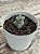 Crassula moonglow (sem raiz) - Imagem 2