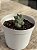 Crassula moonglow - Imagem 2