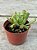Adromischus cristatus var. clavifolius - Imagem 2