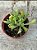 Adromischus cristatus var. clavifolius - Imagem 1