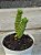 Crassula green pagoda - Imagem 2