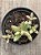 Crassula nudicaulis var. herrei - Imagem 3
