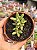 Crassula nudicaulis var. herrei - Imagem 1