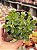 Aeonium greenovia dodrentalis - Imagem 1