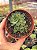 Aeonium greenovia dodrentalis - Imagem 1