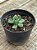 Aeonium greenovia dodrentalis - Imagem 2