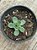 Aeonium greenovia dodrentalis - Imagem 3