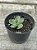 Aeonium greenovia dodrentalis - Imagem 2