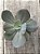 Echeveria asta - Imagem 3