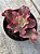 Echeveria aquarius red - Imagem 2