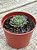 Echeveria mínima cv miniouhikou - Imagem 2