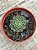 Echeveria mínima cv miniouhikou - Imagem 3