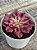 Aeonium goddess variegata - Imagem 3
