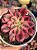 Aeonium goddess variegata - Imagem 1