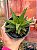Aloe black gem - Imagem 1