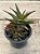 Aloe black gem colônia - Imagem 2