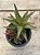 Aloe black gem colônia - Imagem 1