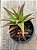 Aloe black gem (colônia) - Imagem 3