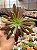 Aeonium cherry dream - Imagem 1